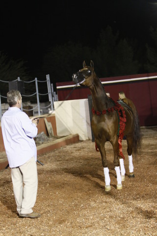 Scottsdale Arabian Horse Farm Tours