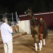 Scottsdale Arabian Horse Farm Tours