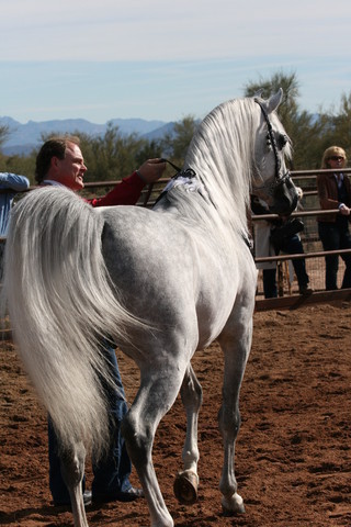 Scottsdale Arabian Horse Farm Tours
