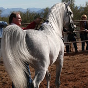 Scottsdale Arabian Horse Farm Tours