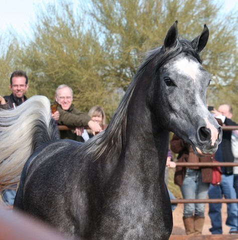 Scottsdale Arabian Horse Farm Tours