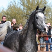Scottsdale Arabian Horse Farm Tours