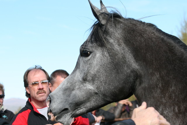 Scottsdale Arabian Horse Farm Tours