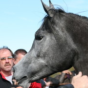 Scottsdale Arabian Horse Farm Tours