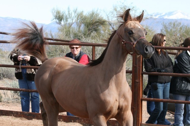 Scottsdale Arabian Horse Farm Tours