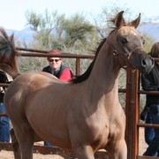 Scottsdale Arabian Horse Farm Tours