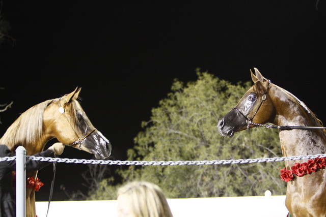 Scottsdale Arabian Horse Farm Tours