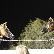 Scottsdale Arabian Horse Farm Tours