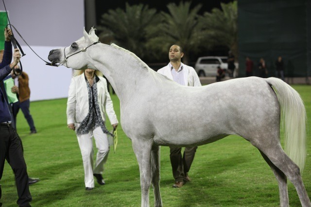 2011 Ajman Arabian Horse Show Day 1
