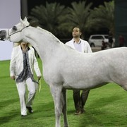 2011 Ajman Arabian Horse Show Day 1