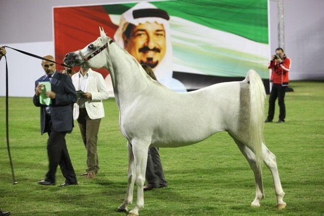 2011 Ajman Arabian Horse Show Day 1
