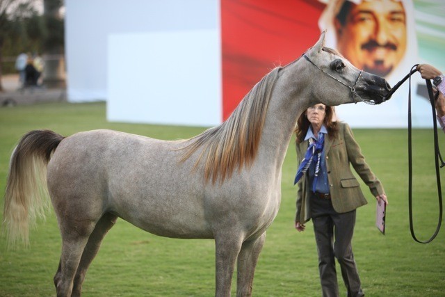 2011 Ajman Arabian Horse Show Day 1