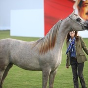 2011 Ajman Arabian Horse Show Day 1