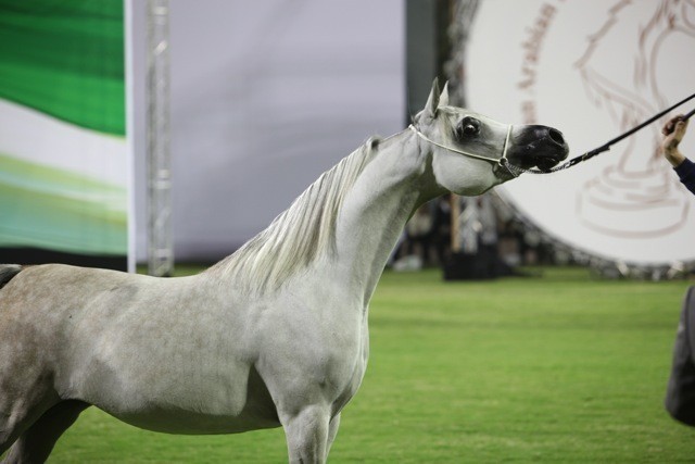 2011 Ajman Arabian Horse Show Day 1