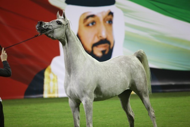 2011 Ajman Arabian Horse Show Day 1