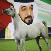 2011 Ajman Arabian Horse Show Day 1