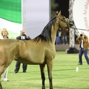 2011 Ajman Arabian Horse Show Day 1