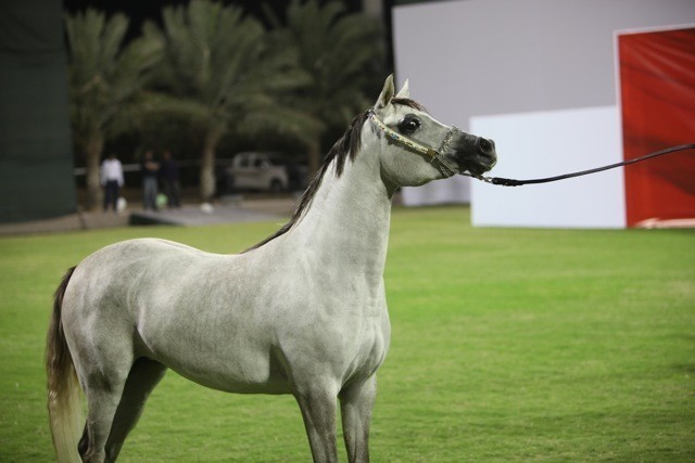 2011 Ajman Arabian Horse Show Day 1