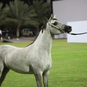 2011 Ajman Arabian Horse Show Day 1