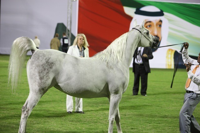 2011 Ajman Arabian Horse Show Day 1