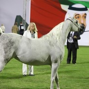 2011 Ajman Arabian Horse Show Day 1