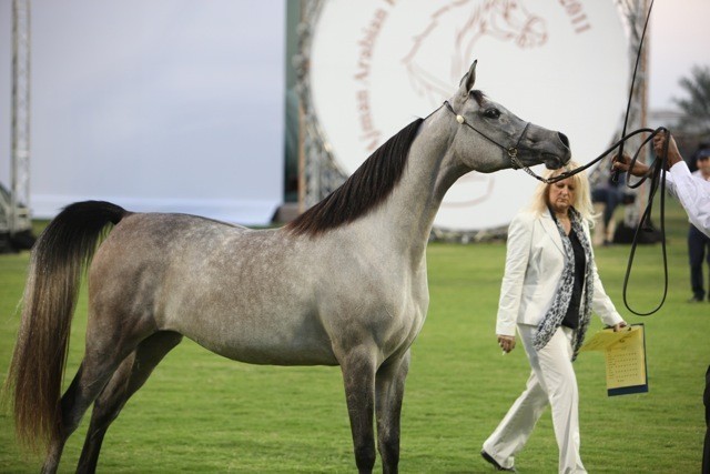 2011 Ajman Arabian Horse Show Day 1
