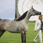 2011 Ajman Arabian Horse Show Day 1