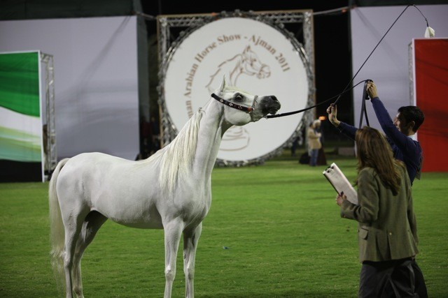 2011 Ajman Arabian Horse Show Day 1