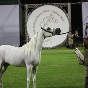 2011 Ajman Arabian Horse Show Day 1