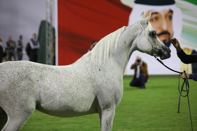 2011 Ajman Arabian Horse Show Day 1