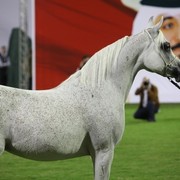 2011 Ajman Arabian Horse Show Day 1