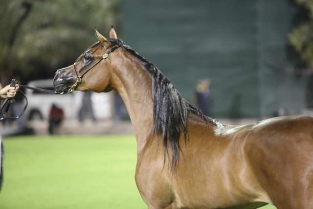 2011 Ajman Arabian Horse Show Day 1