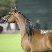 2011 Ajman Arabian Horse Show Day 1