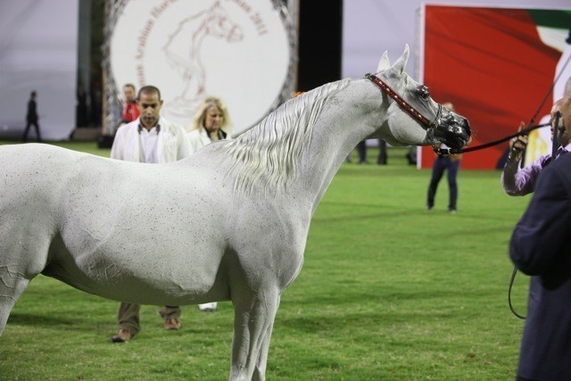 2011 Ajman Arabian Horse Show Day 1