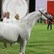2011 Ajman Arabian Horse Show Day 1