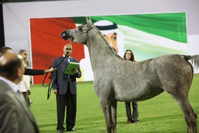 2011 Ajman Arabian Horse Show Day 1