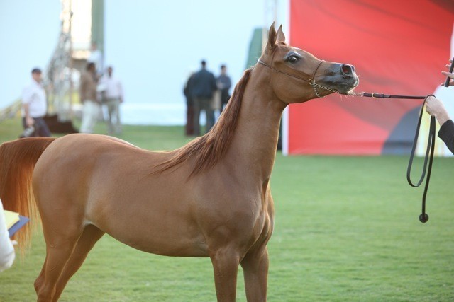2011 Ajman Arabian Horse Show Day 1