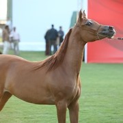 2011 Ajman Arabian Horse Show Day 1