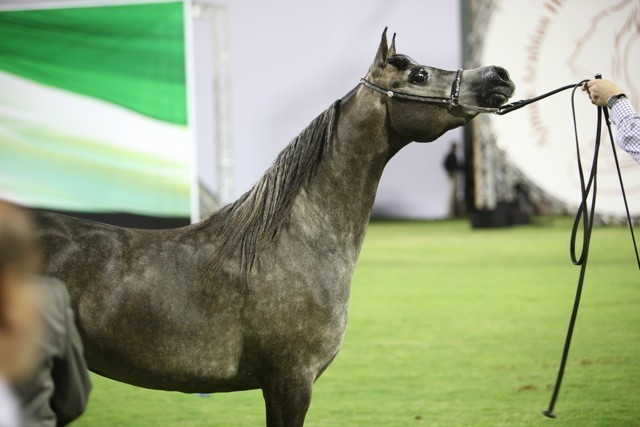 2011 Ajman Arabian Horse Show Day 1