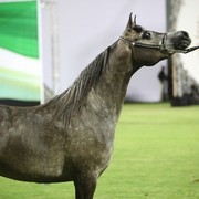 2011 Ajman Arabian Horse Show Day 1