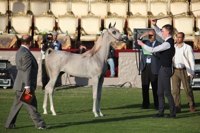 2011 Ajman Arabian Horse Show Day 1
