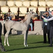 2011 Ajman Arabian Horse Show Day 1