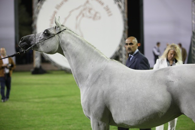 2011 Ajman Arabian Horse Show Day 1