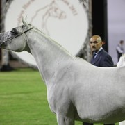 2011 Ajman Arabian Horse Show Day 1
