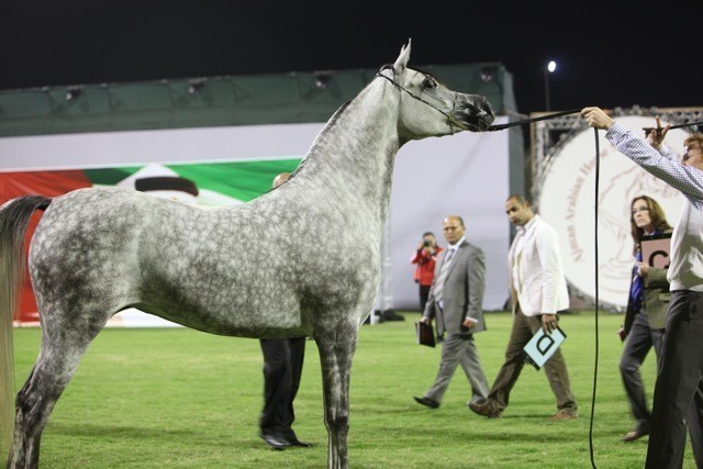 2011 Ajman Arabian Horse Show Day 1