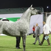 2011 Ajman Arabian Horse Show Day 1