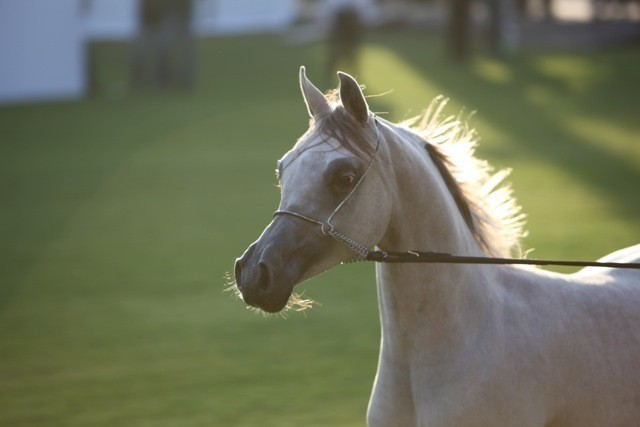 2011 Ajman Arabian Horse Show Day 1