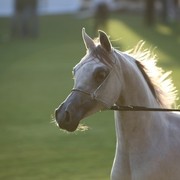 2011 Ajman Arabian Horse Show Day 1