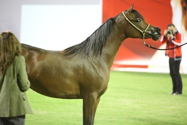 2011 Ajman Arabian Horse Show Day 1