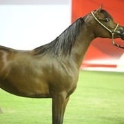 2011 Ajman Arabian Horse Show Day 1